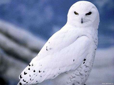 Pin by Mei Mei Chia on Harry Potter | Snowy owl, Owl, Animals beautiful