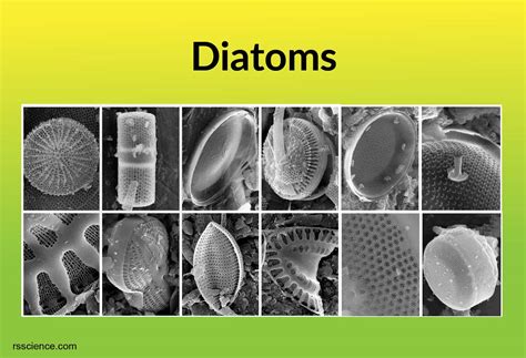 Diatoms - Rs' Science