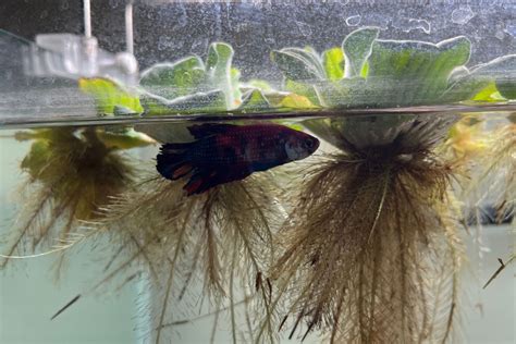 Why Is My Betta Fish Turning Black? (How To Enhance Betta Color?)