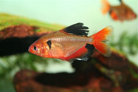 Serpae Tetra: Fish Breed Profile