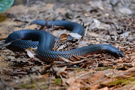 Check out our Red-Bellied Black Snake at Australia Zoo