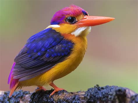 Black-backed Dwarf-Kingfisher - eBird