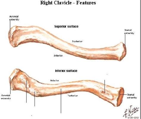 SHAPE OF THE CLAVICLE | Anatomy bones, Clavicle, Anatomy