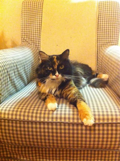 CAT OF THE WEEK: SHEBA — Gateau | Gato