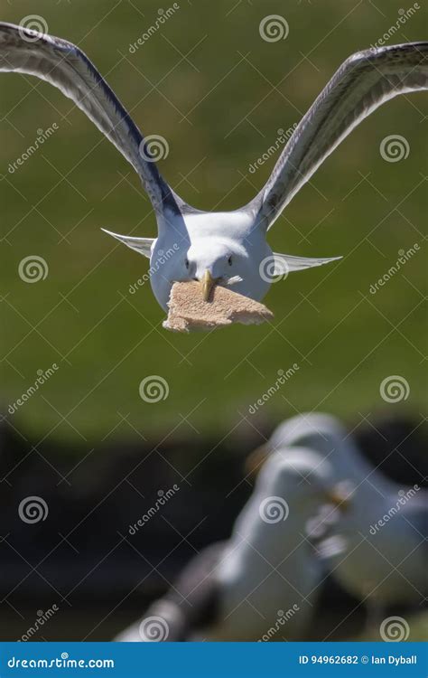 A Seagull Stealing Food On The Sea Beach Royalty-Free Stock Photo ...