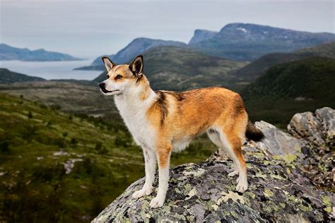 Graceful wild animal best blog: Wild animals of norway