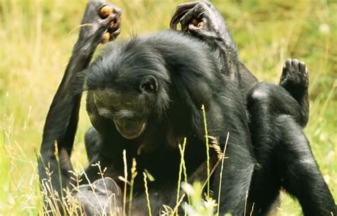 Pygmy / Bonobo CHIMPANZEE mating Our beautiful Wall Art and Photo Gifts include Framed Prints ...