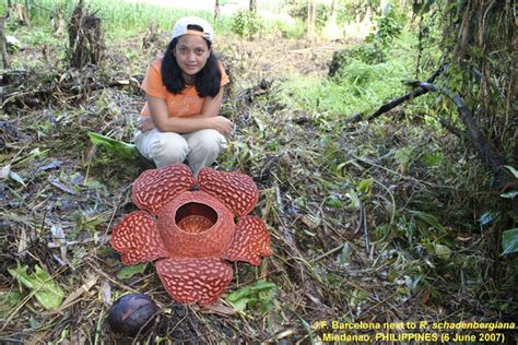 Rafflesia consueloae - Philippine Wildlife Art