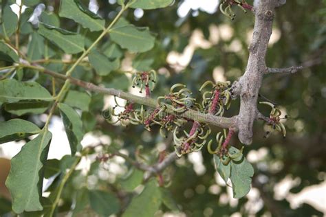 Branch with Unripe Fruits of Ceratonia Siliqua Tree Stock Image - Image of bush, carob: 122728763