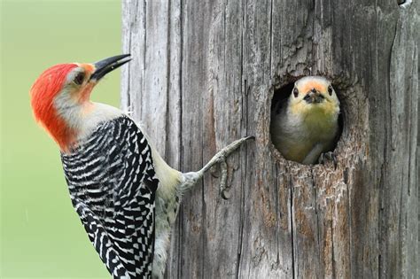 Hosting Cavity Nesting Birds in your Yard — Audubon Society of Northern Virginia