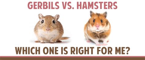 Gerbils vs. Hamsters as Pets: How to Choose | Small Pet Select