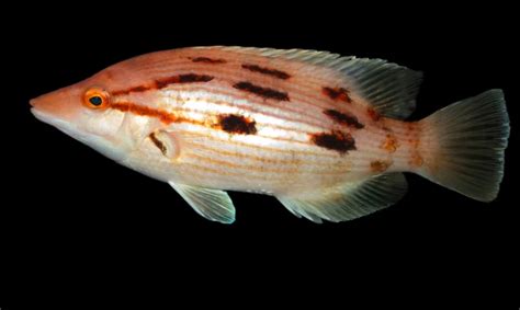 Red pigfish - Facts, Diet, Habitat & Pictures on Animalia.bio