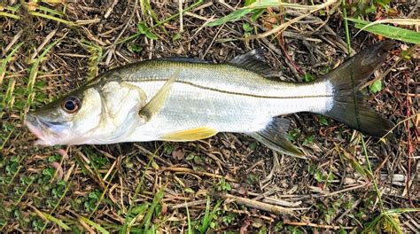 Snook Family Photographs, and Information – Centropomidae | Mexican ...