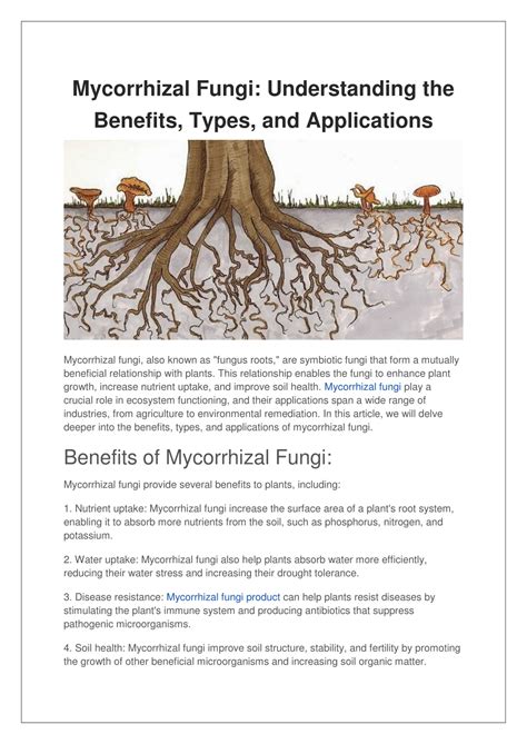 PPT - Mycorrhizal Fungi Understanding the Benefits, Types, and Applications PowerPoint ...