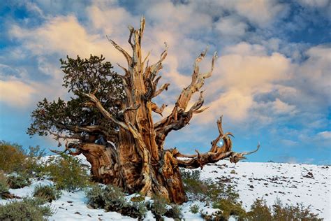 Bristlecone Pine Is One of World's Oldest Living Organisms | Bristlecone pine, Unique trees ...