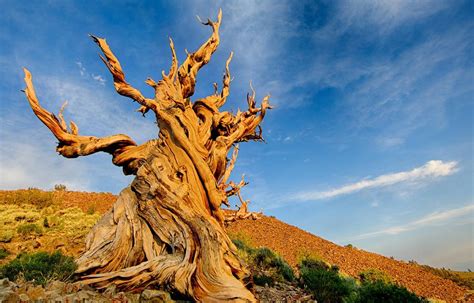 5,000-Year-Old “Miracle Tree” is The Oldest Tree in The World; Know the ...