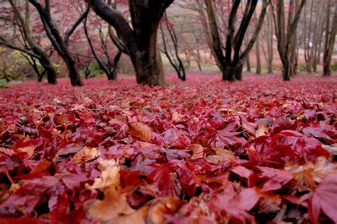 Winkworth Arboretum | National trust, Places, Arboretum