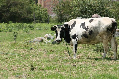 Holstein Cow With Curved Horns Photograph by Robert Hamm | Fine Art America