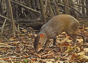 THE WILD DANCE OF THE PACA: A Disappearing Species - Ballena Tales Magazine And Travel Guide