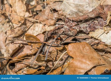 Close-up of a Forest Ant on the Leaves of a Forest Floor, Germany Stock Image - Image of leaves ...