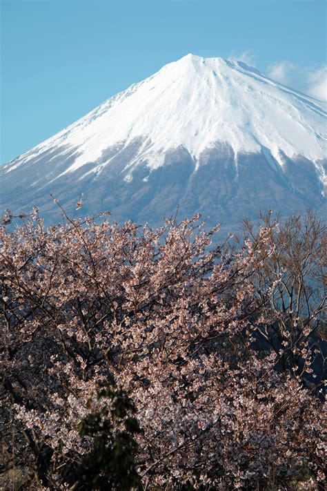 Mt. Fuji and cherry blossoms Sakura Cherry Blossom, Cherry Blossoms ...