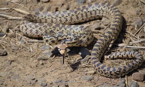 Bull snakes in Colorado: Pictures and Where they Live - A-Z Animals