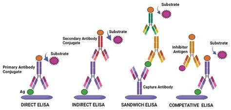 Enzyme Linked Immunosorbent Assay Versus Chemiluminescent Immunoassay | My XXX Hot Girl