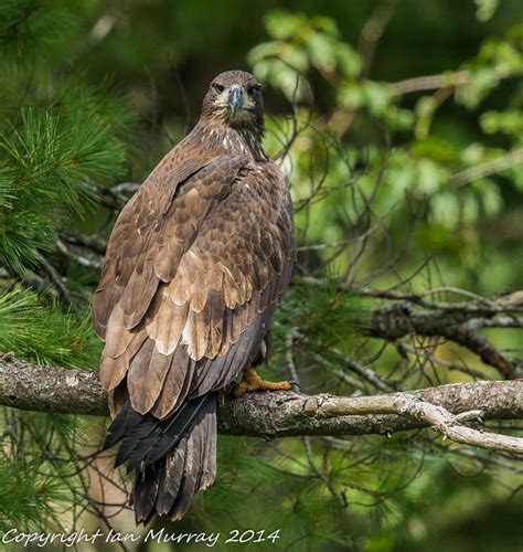 IMG_6013 Fledgling Bald Eagle | Ian Murray | Flickr