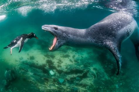 Leopard Seal vs Penguin : r/natureismetal