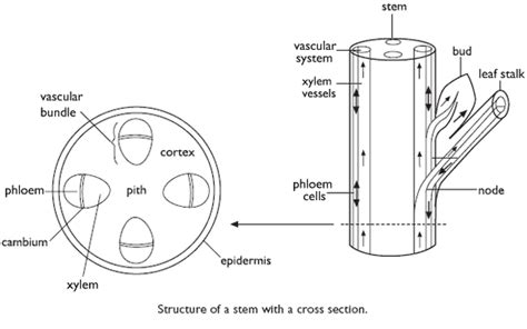 [DIAGRAM] Prayer Plant Stem Diagram - MYDIAGRAM.ONLINE