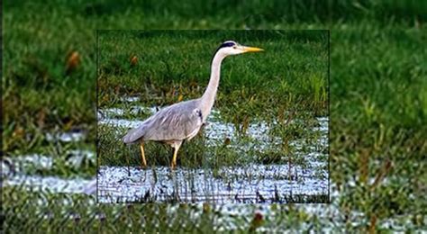 Agua Hedionda Lagoon Foundation | Lagoon, Wildlife habitat, Native plants