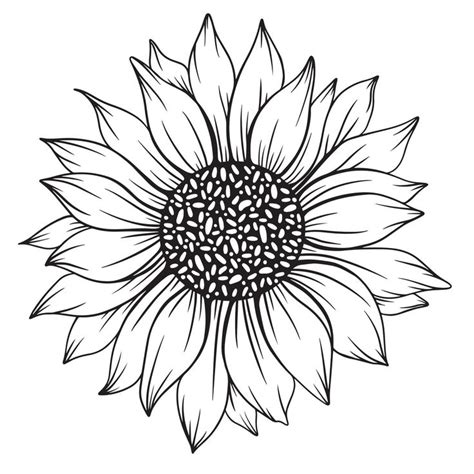 sunflower line art, sunflower line drawing, floral line drawing, sunflower outline in 2023 ...