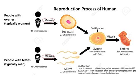 Diagram of Human Reproductive Process — Gender-Inclusive Biology