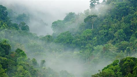 Fondos de Pantalla 1920x1080 Bosques Zona intertropical Jungle Niebla Naturaleza descargar imagenes