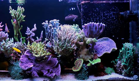 13 Easy Saltwater Aquarium Reef Corals