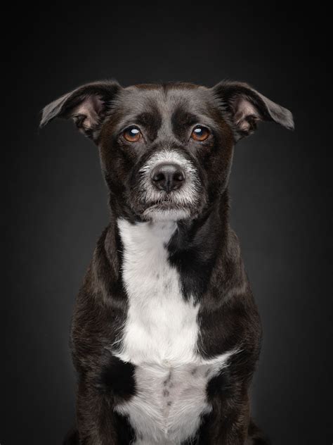 Dog Photography Gallery - Portraits of Dogs by Vancouver Fine Art Photographer Jane Thomson ...