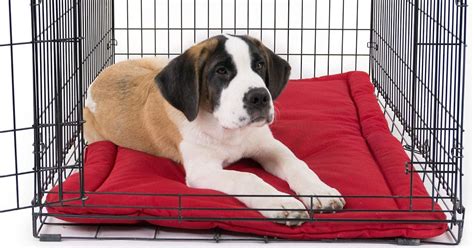 The 6 Best Dog Crate Beds