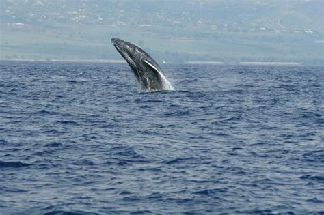 Baby Humpback Whale breaching in front of Lahaina - Picture of Maui ...