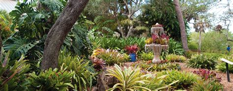 Bromeliad Garden Design | Fasci Garden