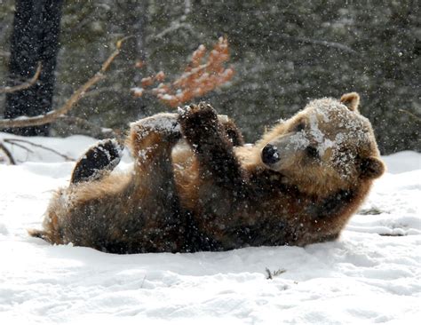 A young grizzly bear fresh out of hibernation on a cold, snowy day in ...