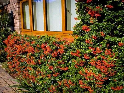 Mohave Pyracantha For Sale Online | The Tree Center