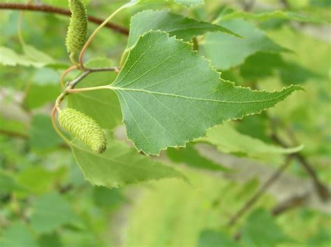 Gray Birch - - Purdue Fort Wayne