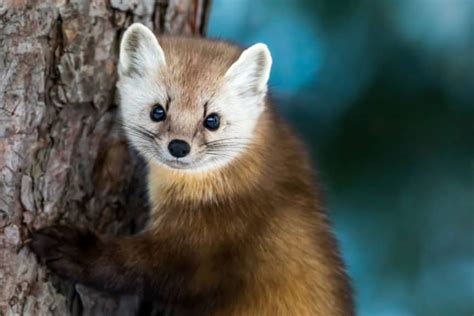 American Marten – North American Nature