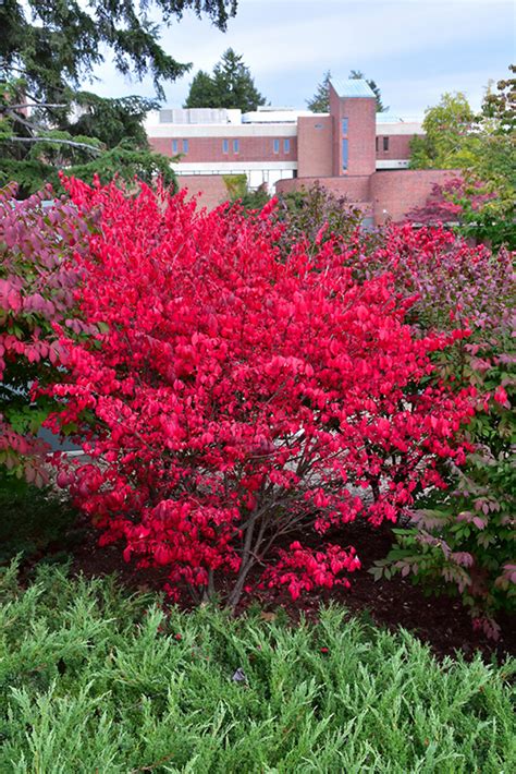 Dwarf Winged Burning Bush (Euonymus alatus 'Compactus') in Edmonton St Albert Sherwood Park ...