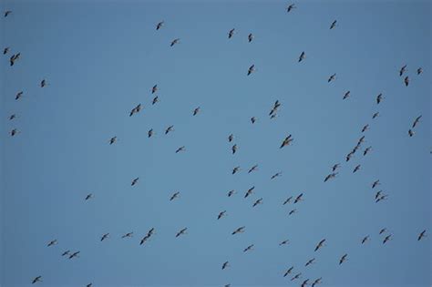 Seasonal Bird Migration | Hundreds of migrating storks explo… | Flickr