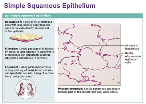 Eight types of epithelial tissue