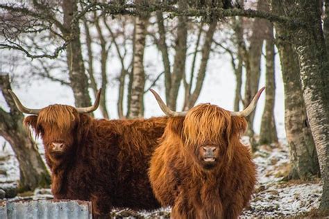 Highland coos | Steve Samosa Photography | Flickr