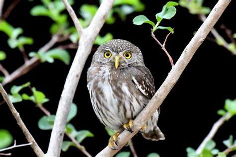 Ferruginous Pygmy-Owl | Audubon Field Guide