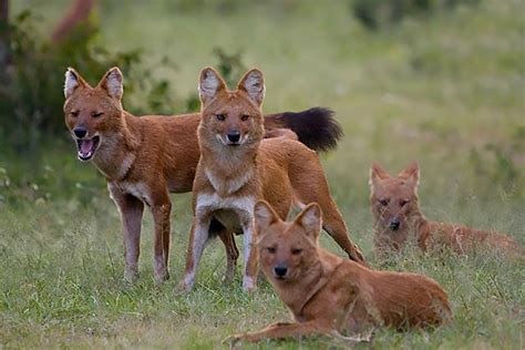 Icons of Anamalais - Asiatic Wild Dog (Dhole) - The Pollachi Papyrus | Pollachi Travel Guide ...