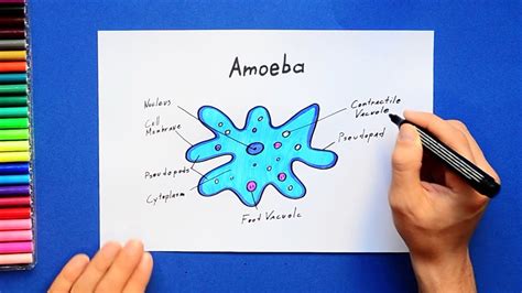 Amoeba proteus for kids - vseratee